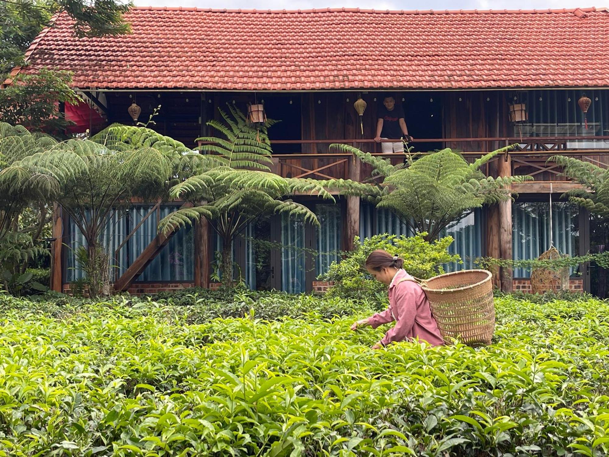 Вилла Tea Garden House Баолок Экстерьер фото